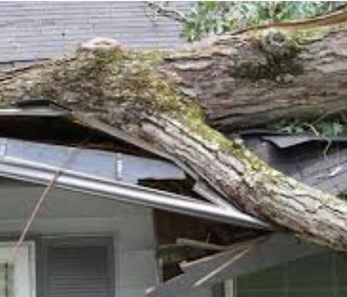 High wind storms cause trees to fall. 